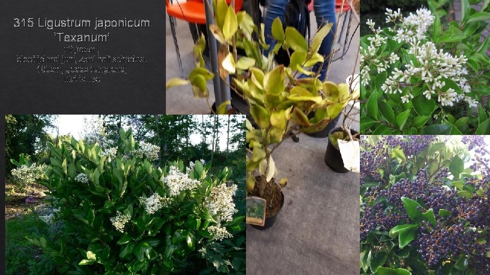 315 Ligustrum japonicum ‘Texanum’ uit japan , bloeitijd mei juni, zon/ half schaduw, 160