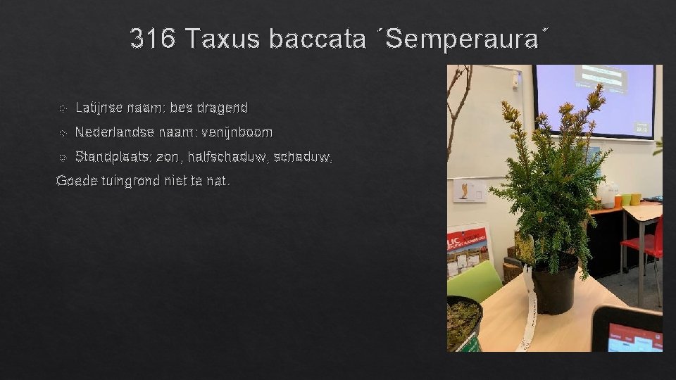 316 Taxus baccata ´Semperaura´ Latijnse naam: bes dragend Nederlandse naam: venijnboom Standplaats: zon, halfschaduw,