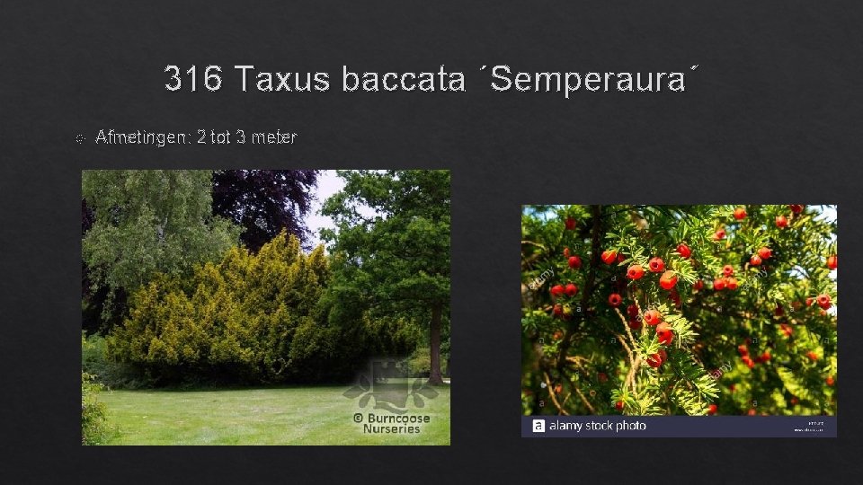 316 Taxus baccata ´Semperaura´ Afmetingen: 2 tot 3 meter 