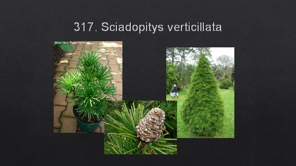 317. Sciadopitys verticillata 