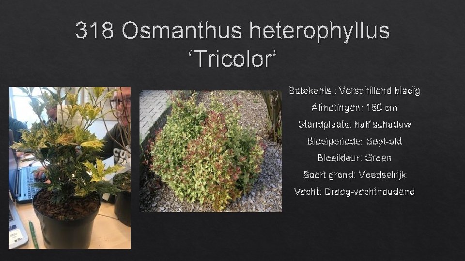 318 Osmanthus heterophyllus ‘Tricolor’ Betekenis : Verschillend bladig Afmetingen: 150 cm Standplaats: half schaduw