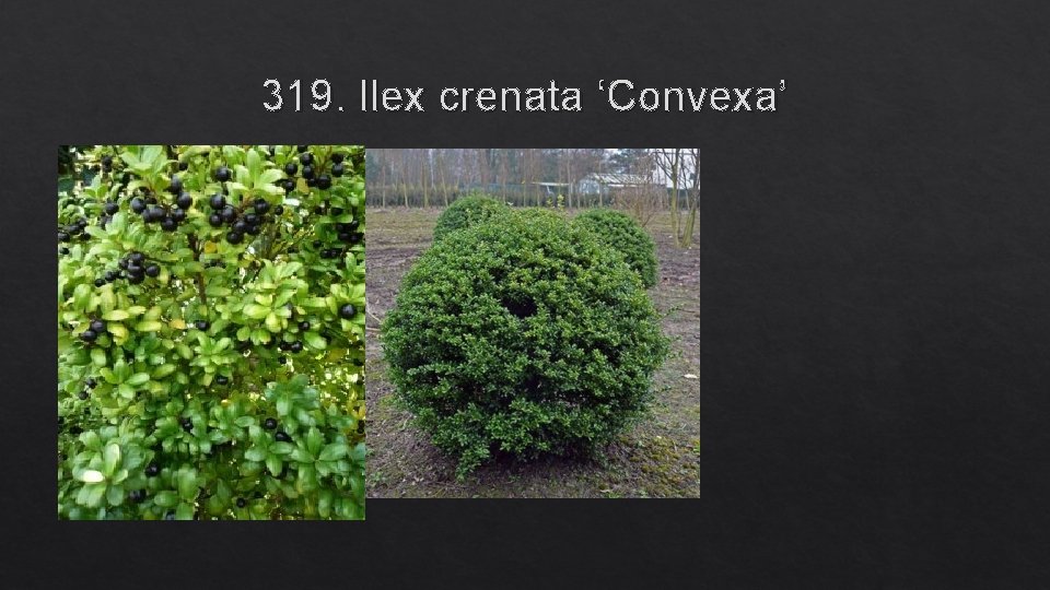 319. Ilex crenata ‘Convexa’ 