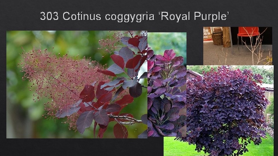 303 Cotinus coggygria ‘Royal Purple’ 