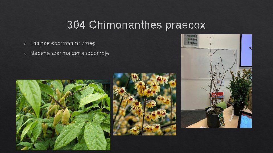 304 Chimonanthes praecox Latijnse soortnaam: vroeg Nederlands: meloenenboompje 