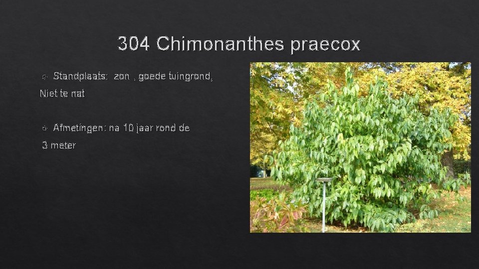304 Chimonanthes praecox Standplaats: zon , goede tuingrond, Niet te nat Afmetingen: na 10