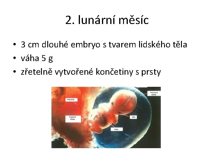 2. lunární měsíc • 3 cm dlouhé embryo s tvarem lidského těla • váha