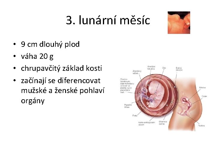 3. lunární měsíc • • 9 cm dlouhý plod váha 20 g chrupavčitý základ