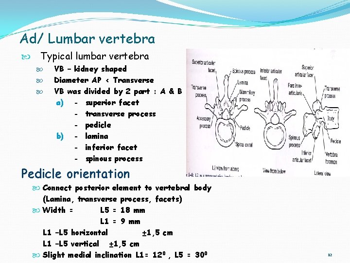 Ad/ Lumbar vertebra Typical lumbar vertebra VB – kidney shaped Diameter AP < Transverse