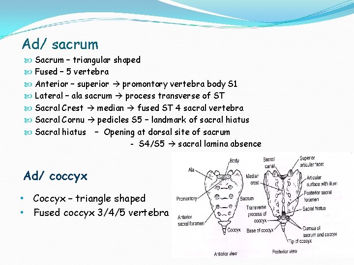 Ad/ sacrum Sacrum – triangular shaped Fused – 5 vertebra Anterior – superior promontory