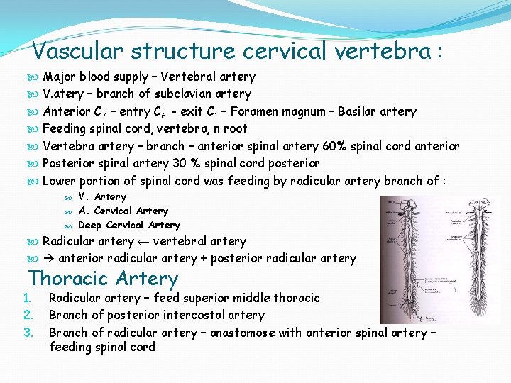 Vascular structure cervical vertebra : Major blood supply – Vertebral artery V. atery –