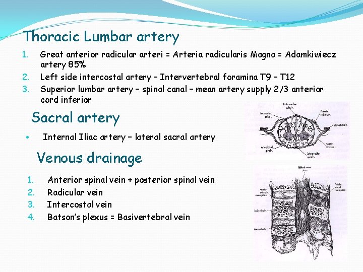 Thoracic Lumbar artery Great anterior radicular arteri = Arteria radicularis Magna = Adamkiwiecz artery