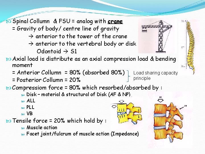  Spinal Collumn & FSU = analog with crane = Gravity of body/ centre
