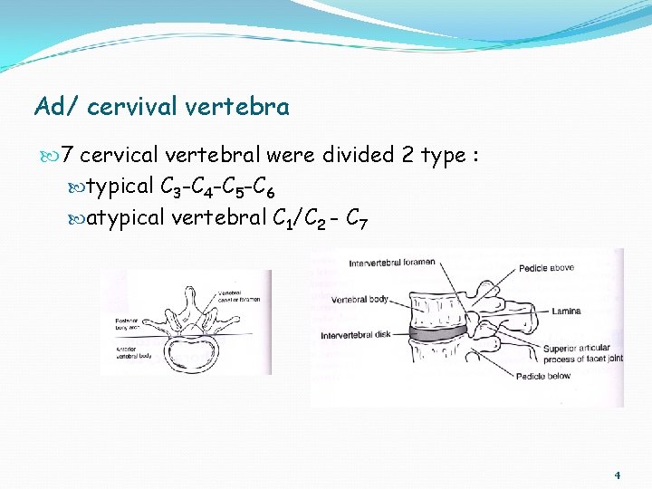 Ad/ cervival vertebra 7 cervical vertebral were divided 2 type : typical C 3