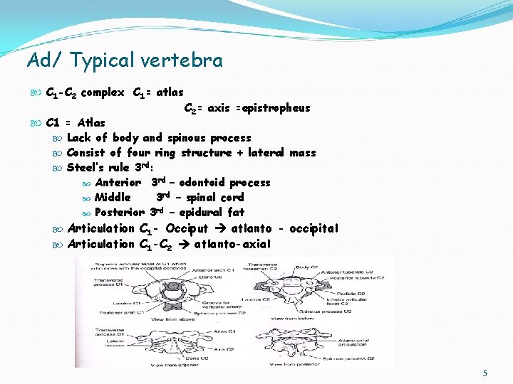 Ad/ Typical vertebra C 1 -C 2 complex C 1= atlas C 2= axis