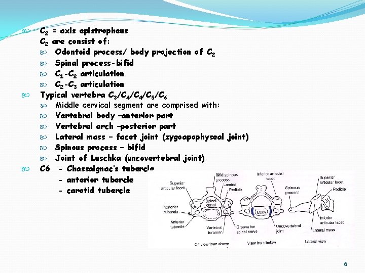  C 2 = axis epistropheus C 2 are consist of: Odontoid process/ body