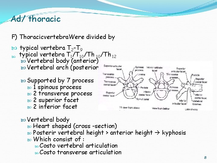 Ad/ thoracic F) Thoracicvertebra. Were divided by typical vertebra T 2 -T 9 typical
