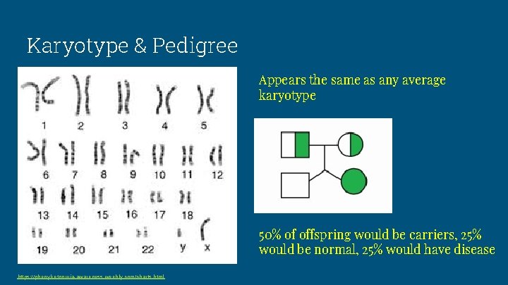 Karyotype & Pedigree Appears the same as any average karyotype 50% of offspring would