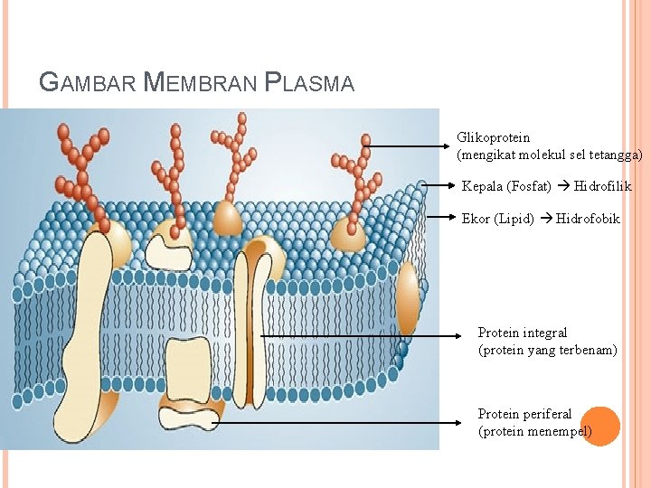 GAMBAR MEMBRAN PLASMA Glikoprotein (mengikat molekul sel tetangga) Kepala (Fosfat) Hidrofilik Ekor (Lipid) Hidrofobik