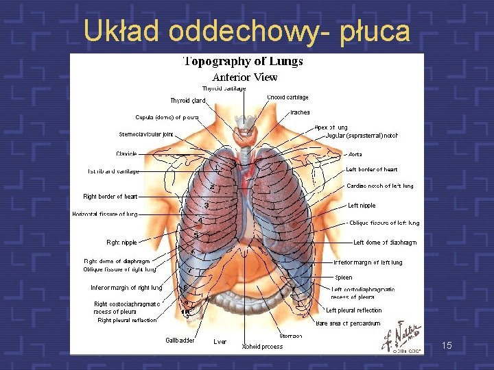 Układ oddechowy- płuca 15 