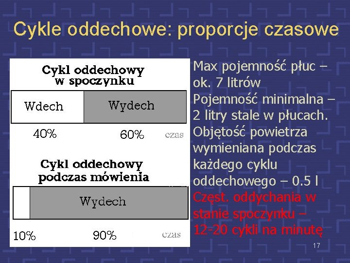 Cykle oddechowe: proporcje czasowe Max pojemność płuc – ok. 7 litrów Pojemność minimalna –