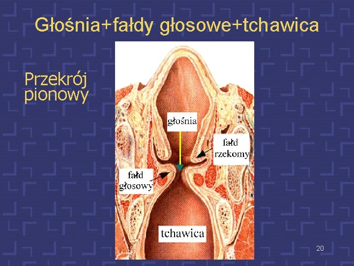 Głośnia+fałdy głosowe+tchawica Przekrój pionowy 20 