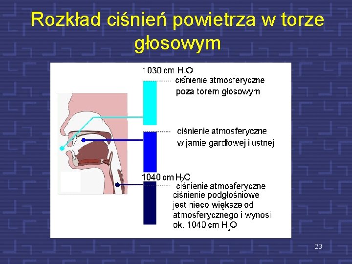 Rozkład ciśnień powietrza w torze głosowym 23 