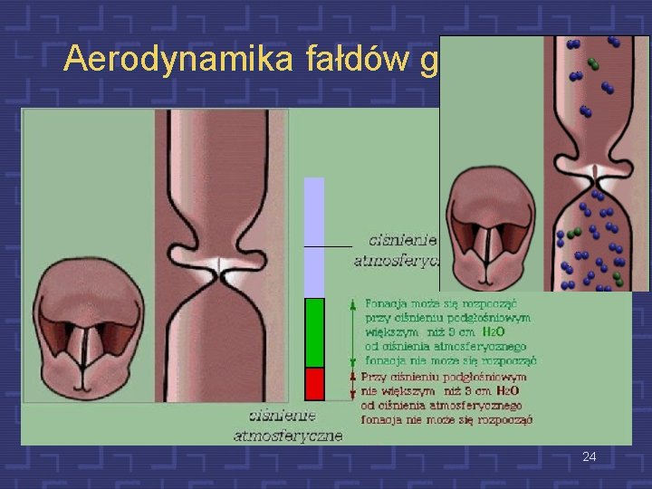 Aerodynamika fałdów głosowych 24 