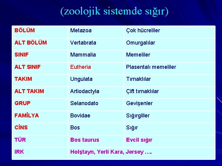 (zoolojik sistemde sığır) BÖLÜM Metazoa Çok hücreliler ALT BÖLÜM Vertabrata Omurgalılar SINIF Mammalia Memeliler