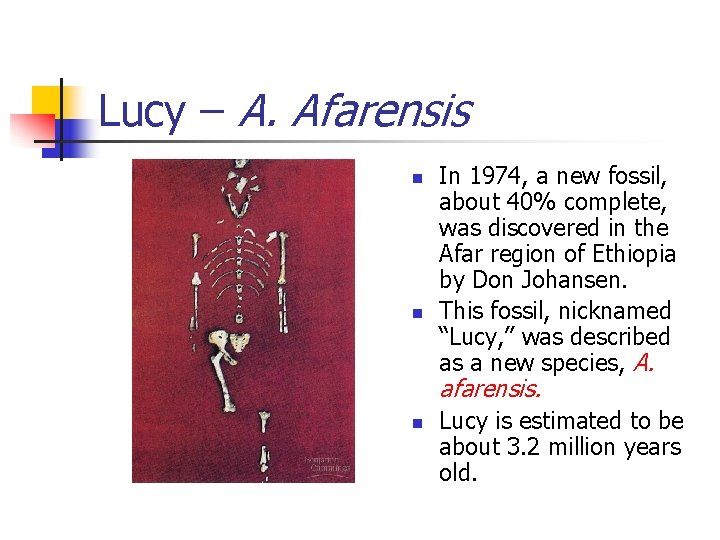 Lucy – A. Afarensis n n In 1974, a new fossil, about 40% complete,