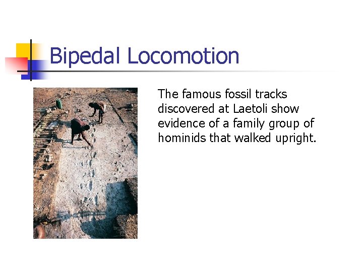 Bipedal Locomotion The famous fossil tracks discovered at Laetoli show evidence of a family