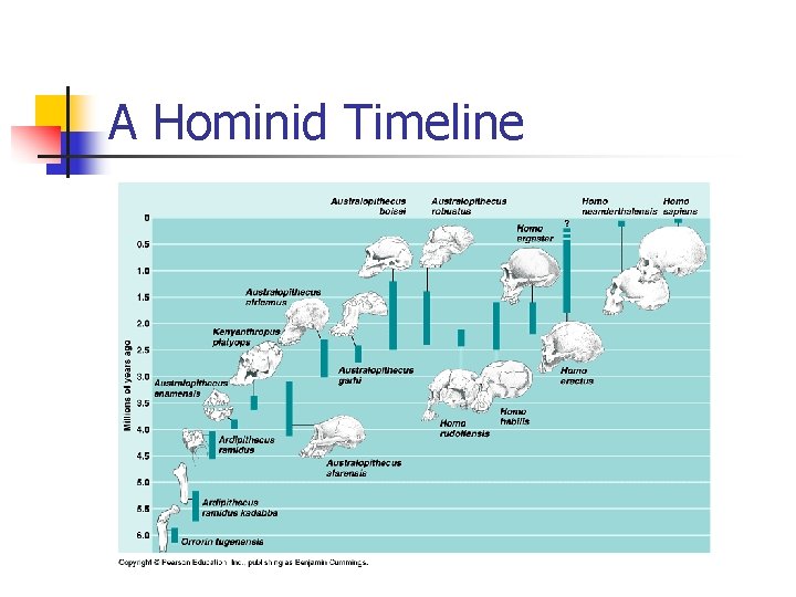 A Hominid Timeline 