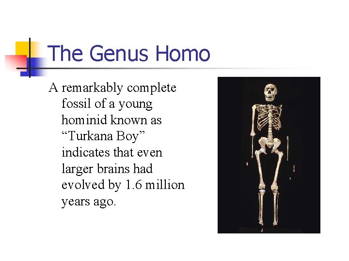 The Genus Homo A remarkably complete fossil of a young hominid known as “Turkana