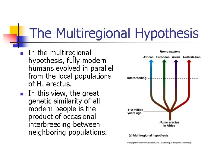 The Multiregional Hypothesis n n In the multiregional hypothesis, fully modern humans evolved in