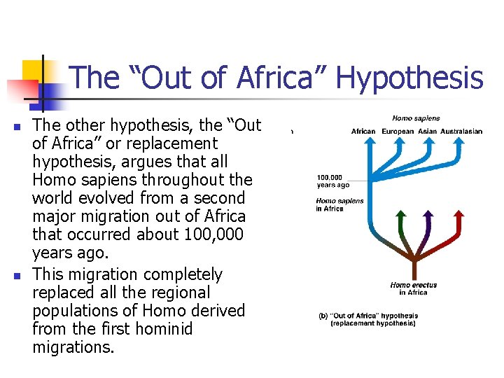 The “Out of Africa” Hypothesis n n The other hypothesis, the “Out of Africa”