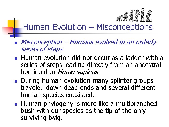 Human Evolution – Misconceptions n n Misconception – Humans evolved in an orderly series