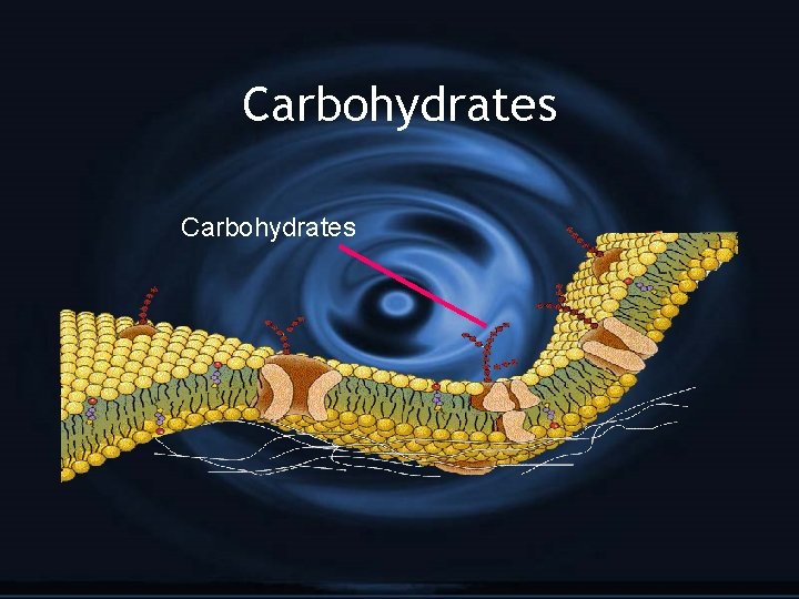 Carbohydrates 