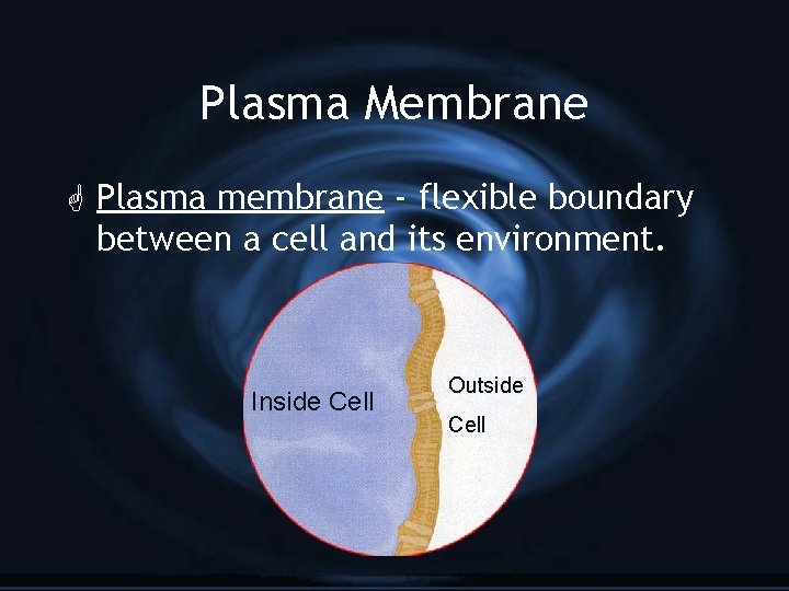 Plasma Membrane G Plasma membrane - flexible boundary between a cell and its environment.