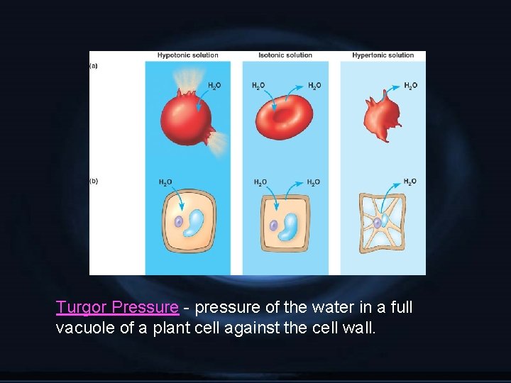 Turgor Pressure - pressure of the water in a full vacuole of a plant