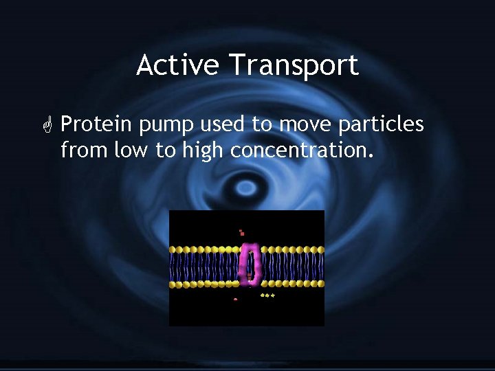 Active Transport G Protein pump used to move particles from low to high concentration.