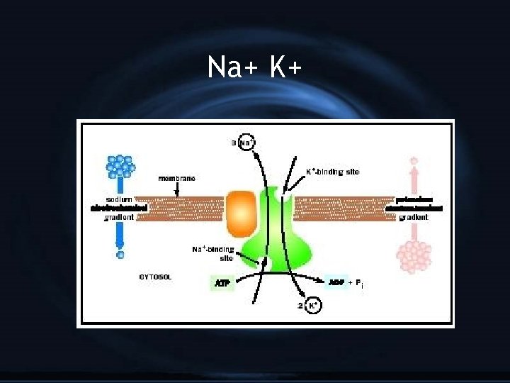 Na+ K+ 