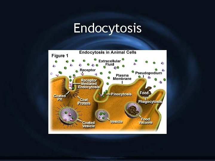 Endocytosis 