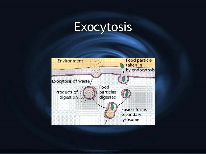 Exocytosis 