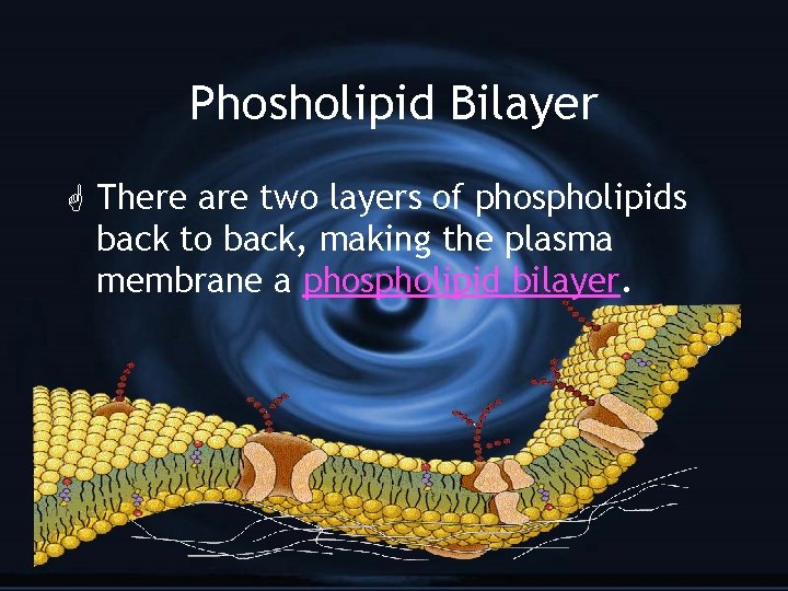 Phosholipid Bilayer G There are two layers of phospholipids back to back, making the
