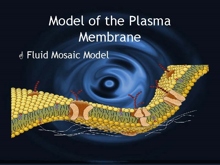 Model of the Plasma Membrane G Fluid Mosaic Model 