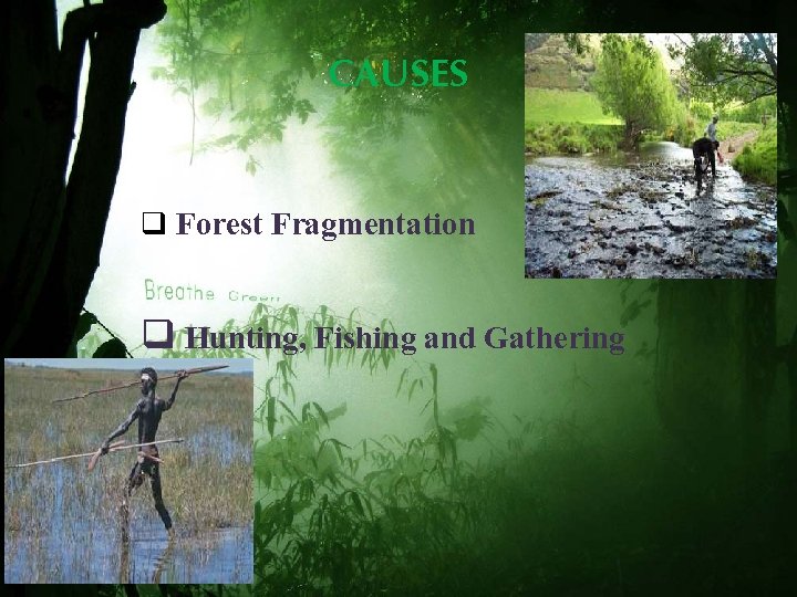 CAUSES q Forest Fragmentation q Hunting, Fishing and Gathering 