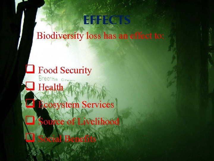 EFFECTS Biodiversity loss has an effect to: q Food Security q Health q Ecosystem