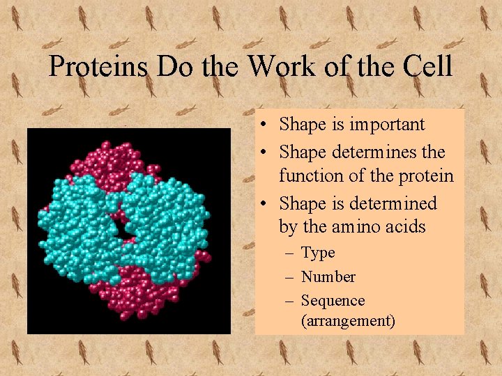Proteins Do the Work of the Cell • Shape is important • Shape determines