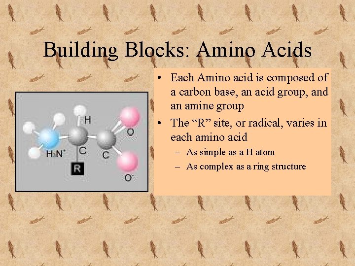 Building Blocks: Amino Acids • Each Amino acid is composed of a carbon base,