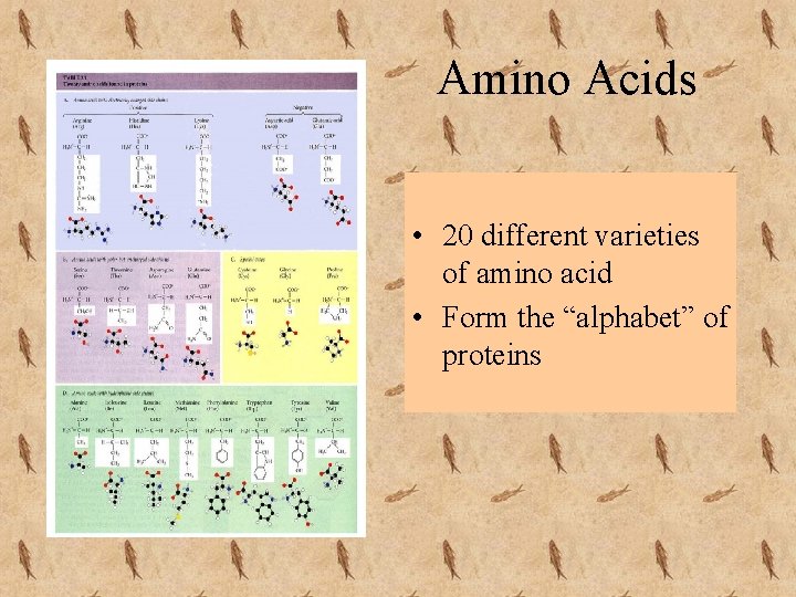 Amino Acids • 20 different varieties of amino acid • Form the “alphabet” of