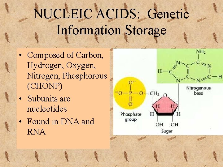 NUCLEIC ACIDS: Genetic Information Storage • Composed of Carbon, Hydrogen, Oxygen, Nitrogen, Phosphorous (CHONP)